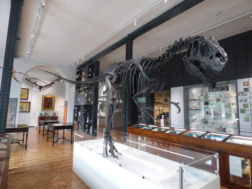 a complete skeleton of a tyrannosaurus rex on display in a museum