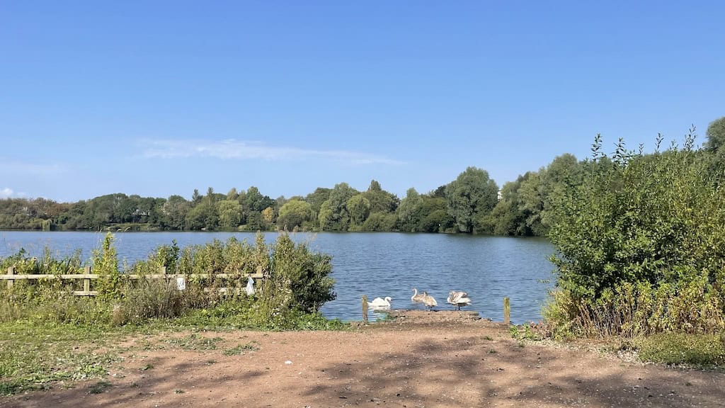 view of a lake surrounded by trees wiht swans on the lake