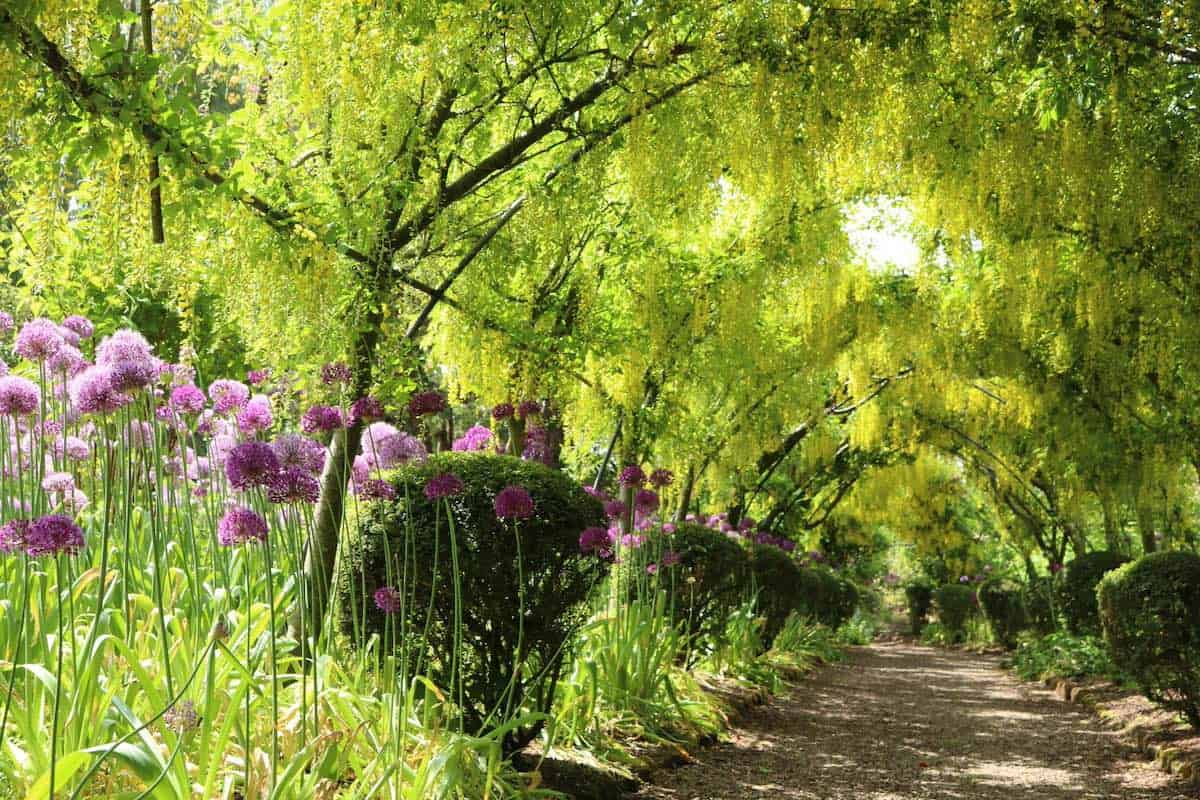 purple blooming flowers along a path with arching green leaves forming a natural tunnel, at the dorothy clive garden