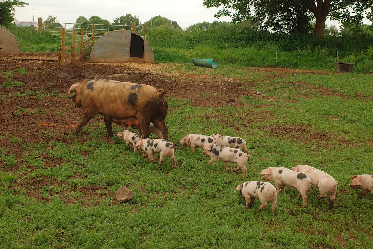 a large pink and spotted pig trotting away while her spotted piglets chase after her on a farm