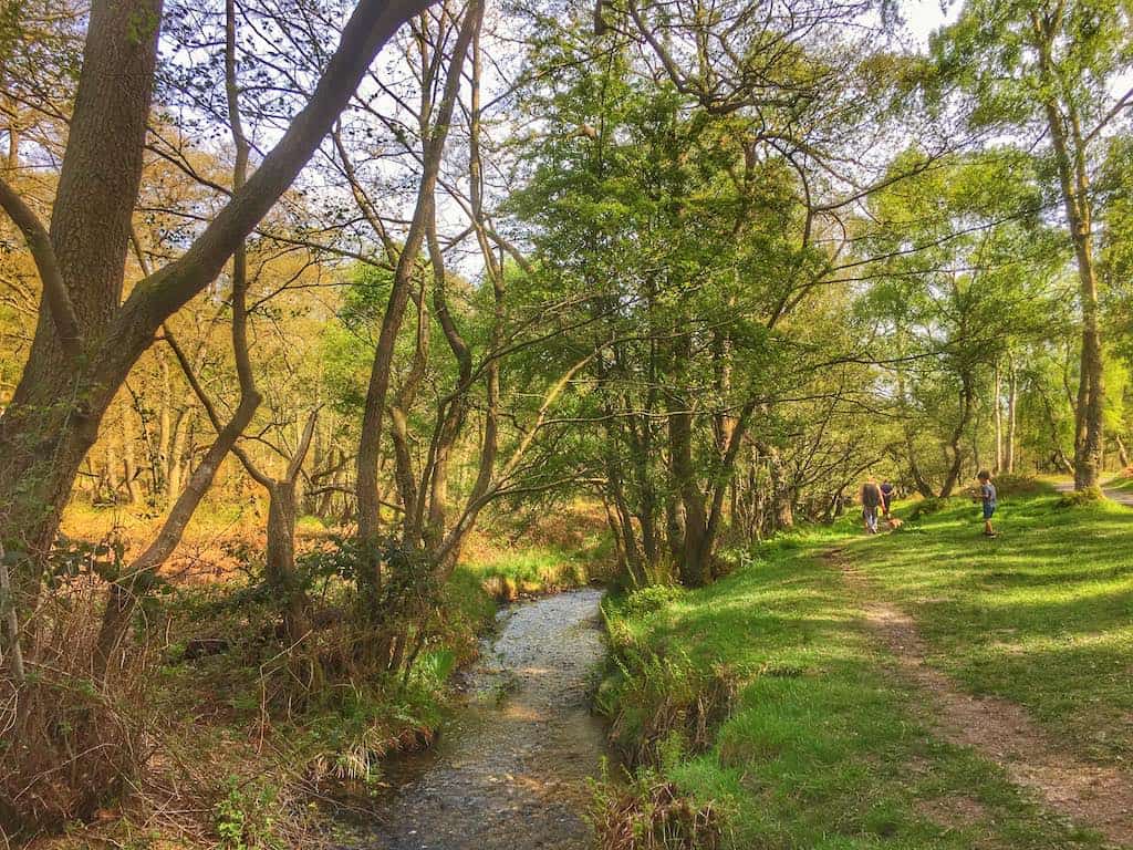 a trail through a forest with a stream alongside the trail, tall trees, and some people walking on the trail