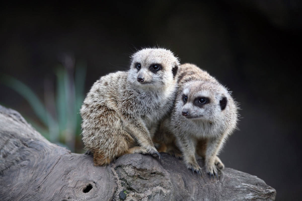 Two meerkats sitting close together on a rough tree log, their bodies turned slightly towards each other. Both are looking attentively in the same direction with their dark eyes framed by light brown and gray fur. The background is softly blurred, creating a serene and natural environment.