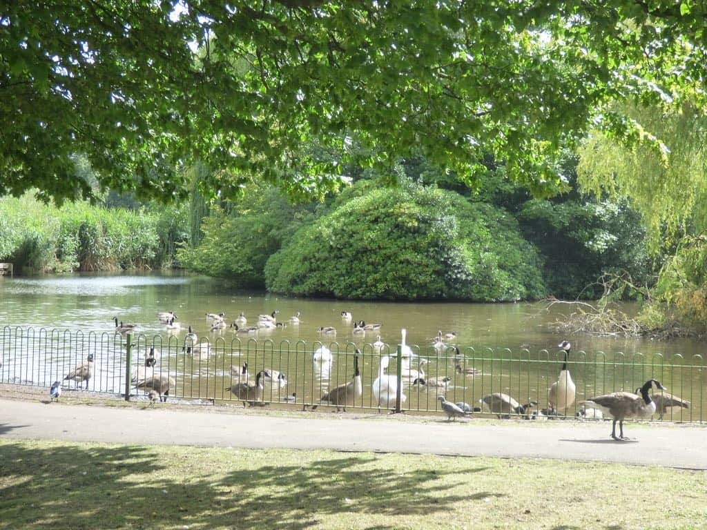 geese and swans on a lake surrounded by woodlands with a pathway along the forefront