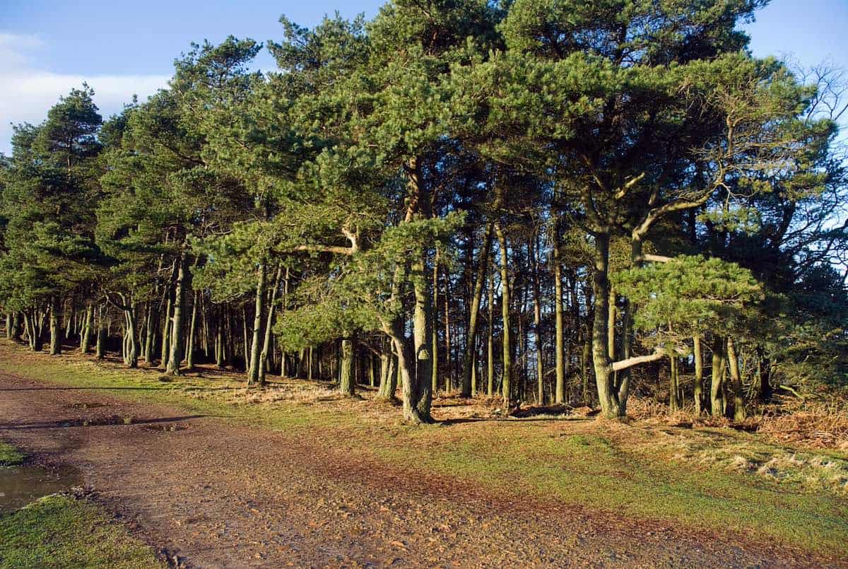 woodlands on a hill with a trail in front
