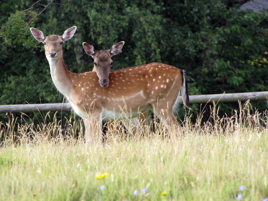 A close-up of a spotted deer standing in a grassy field, looking directly at the camera, with trees in the background.