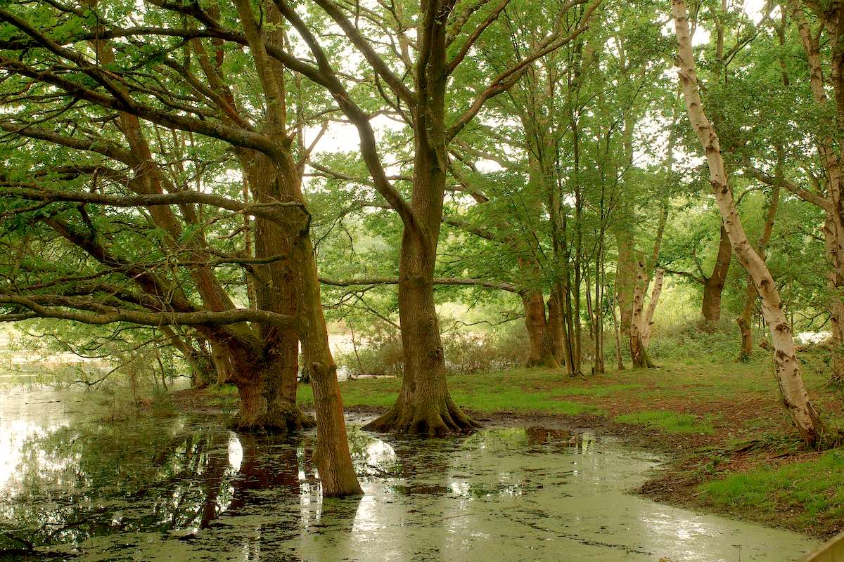 forested woodland with trees in a swampy marsh