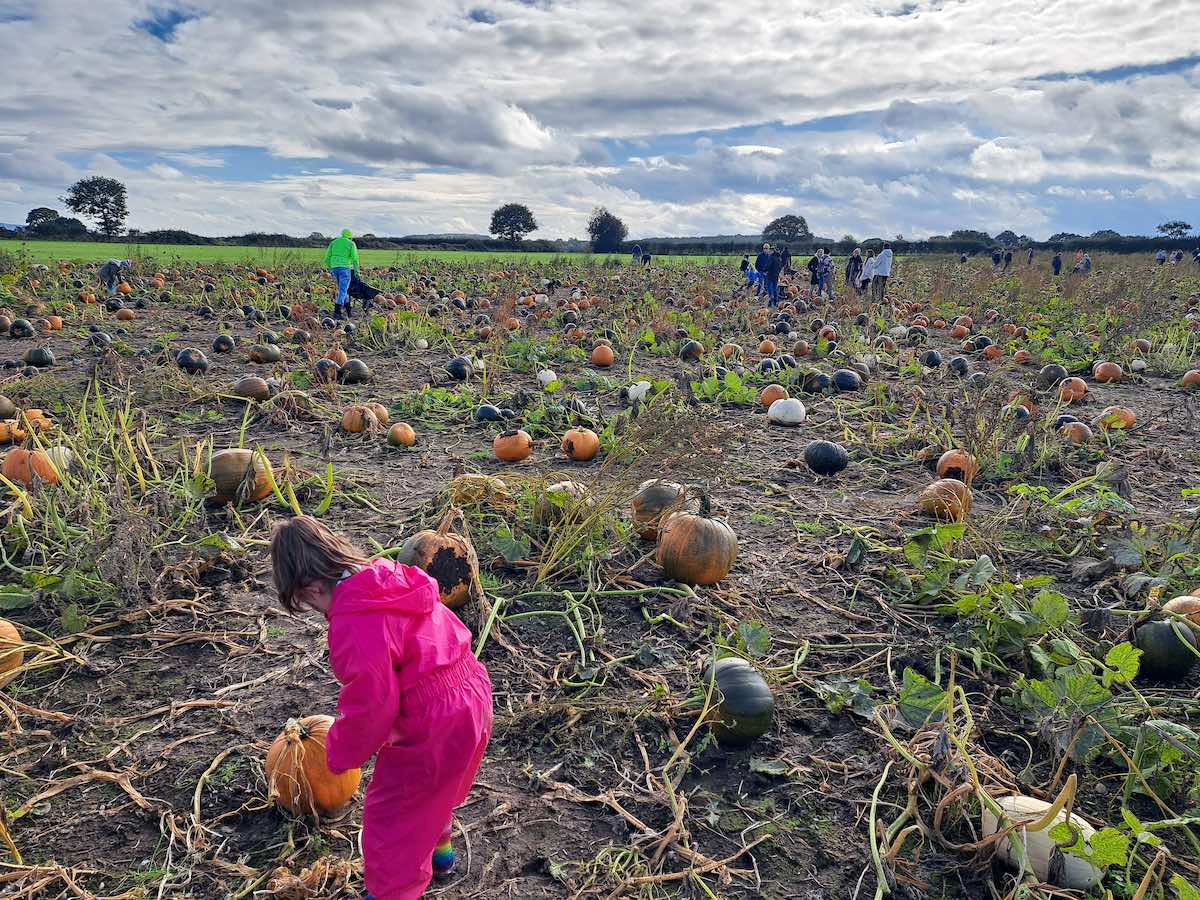 field full of pumpkins of various sizes and hues of orange from pale/cream to rich dark orange and brown, with people wandering around and picking them