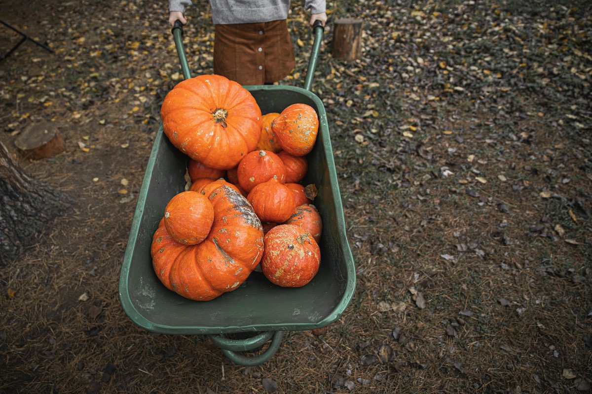 close up view looking down into a wheelbarrow full of orange pumpkins of various sizes with a kid holding the wheelbarrow just slightly out of view