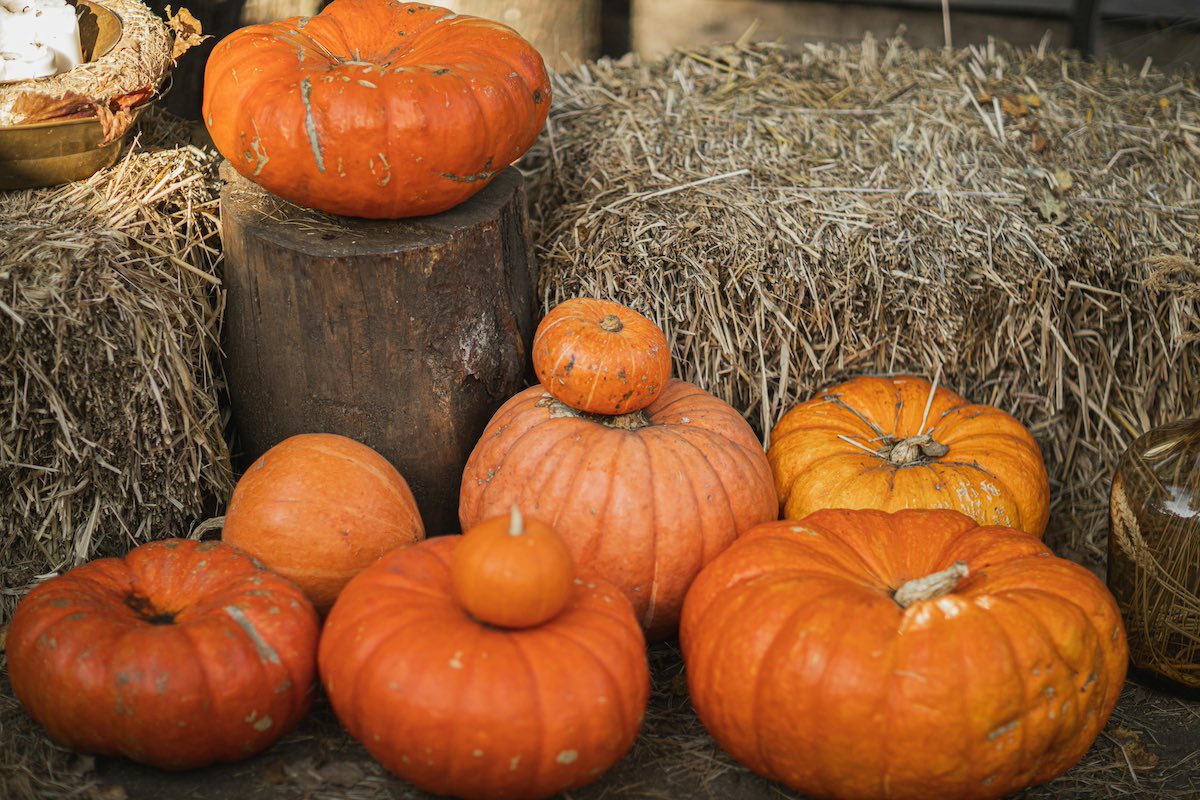close up of orange pumpkins of various sizes amongst stacks of hay