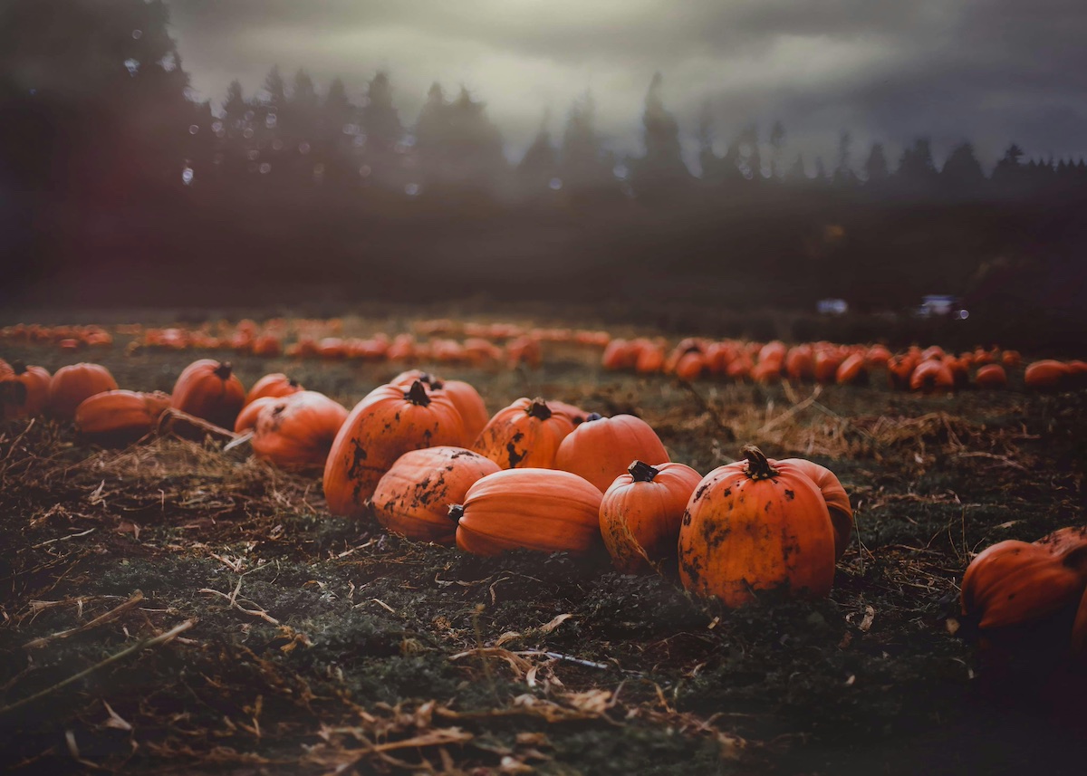 large field full of large orange pumpkins with trees in the background and a dark grey misty sky