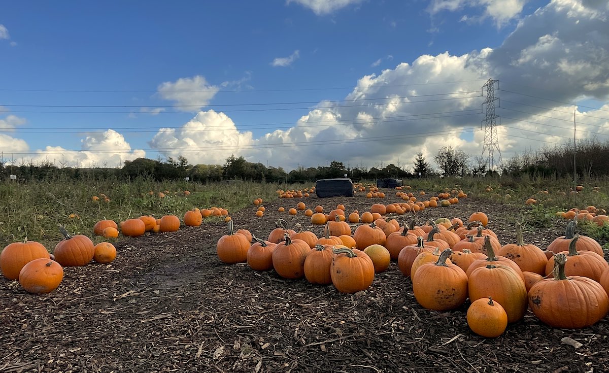a large field with hundreds of pumpkins of various sizes and shades or orange lay, while in the distance are trees and a tall pylon tower on the right.