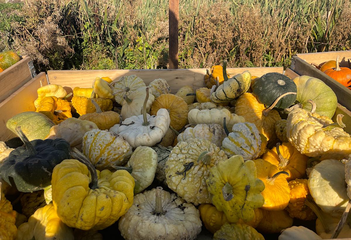 a wooden box stacked full of odd-shaped and peculiar looking pumpkins in various shades of yellow, cream and green, with a field visible behind the box.