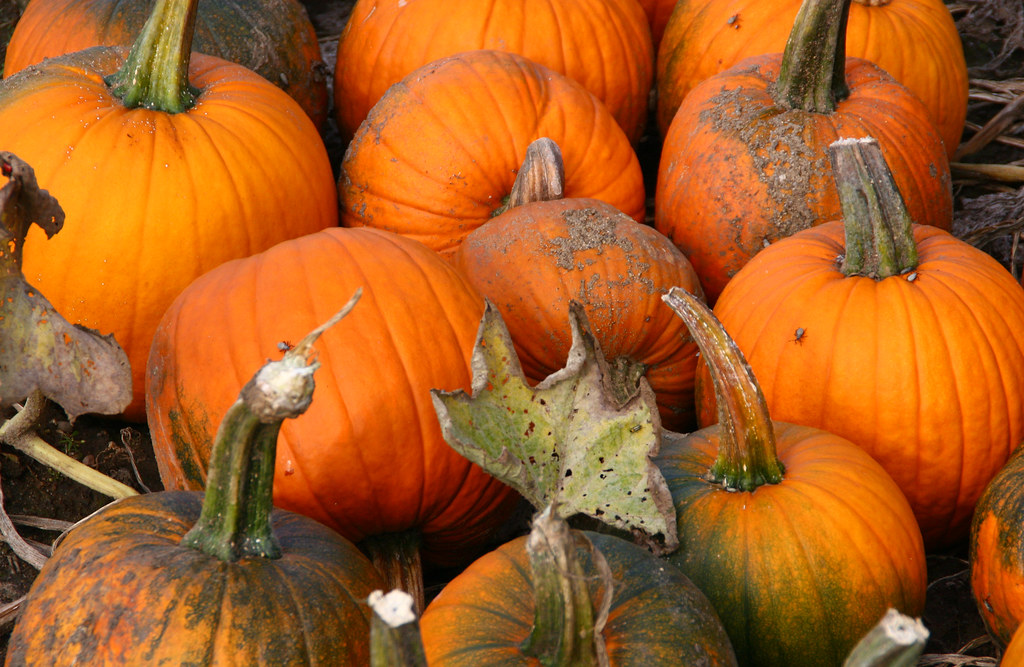 close up of a collection of large orange pumpkins on the ground