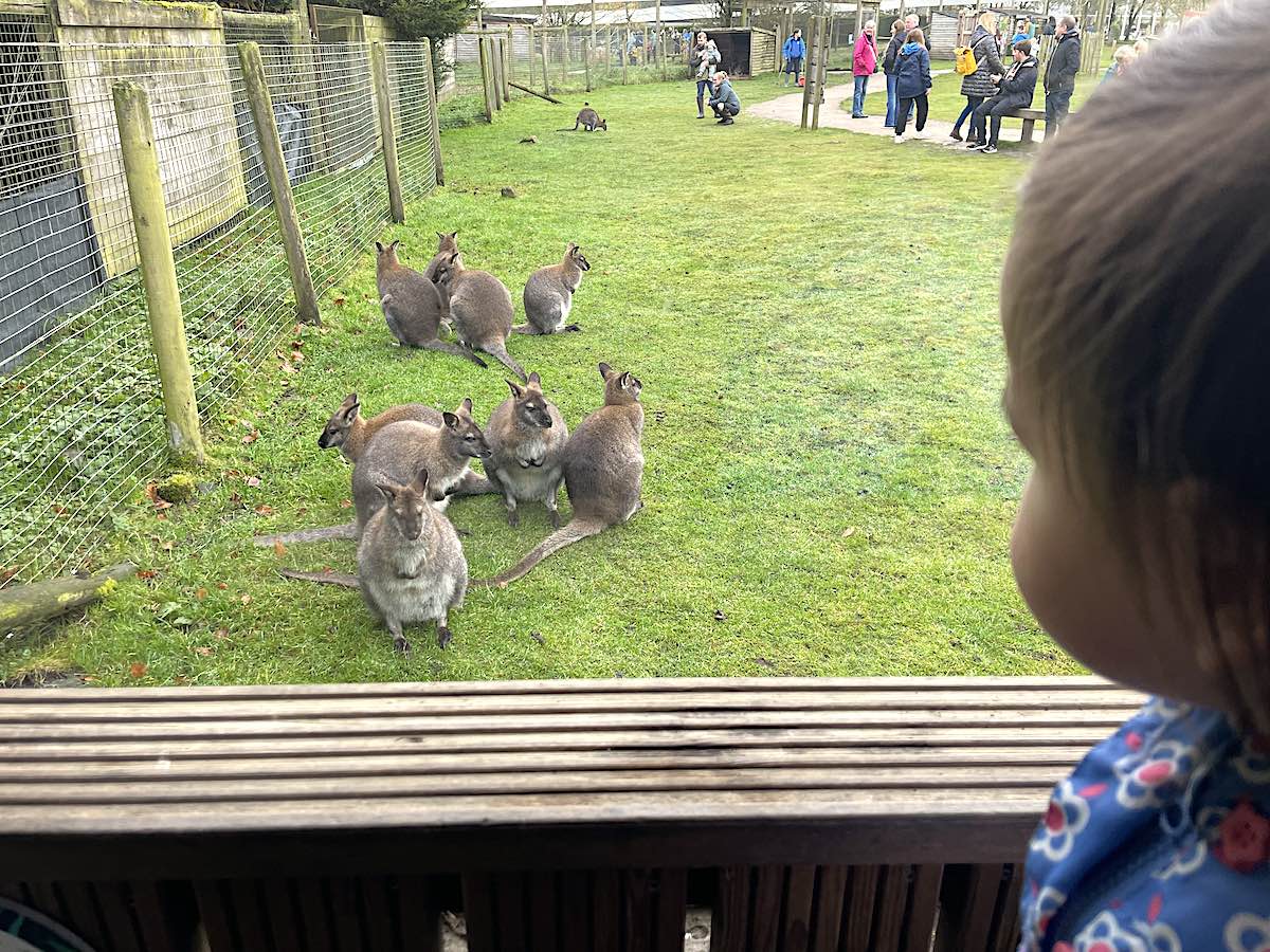 View through a wooden bench of several wallabies in a grassy enclosure at what appears to be a wildlife park or zoo. The wallabies are gathered in small groups on the grass, with wire mesh fencing visible in the background. Visitors can be seen observing the animals from a path in the distance. Part of a person's shoulder wearing a blue patterned garment is visible in the foreground.