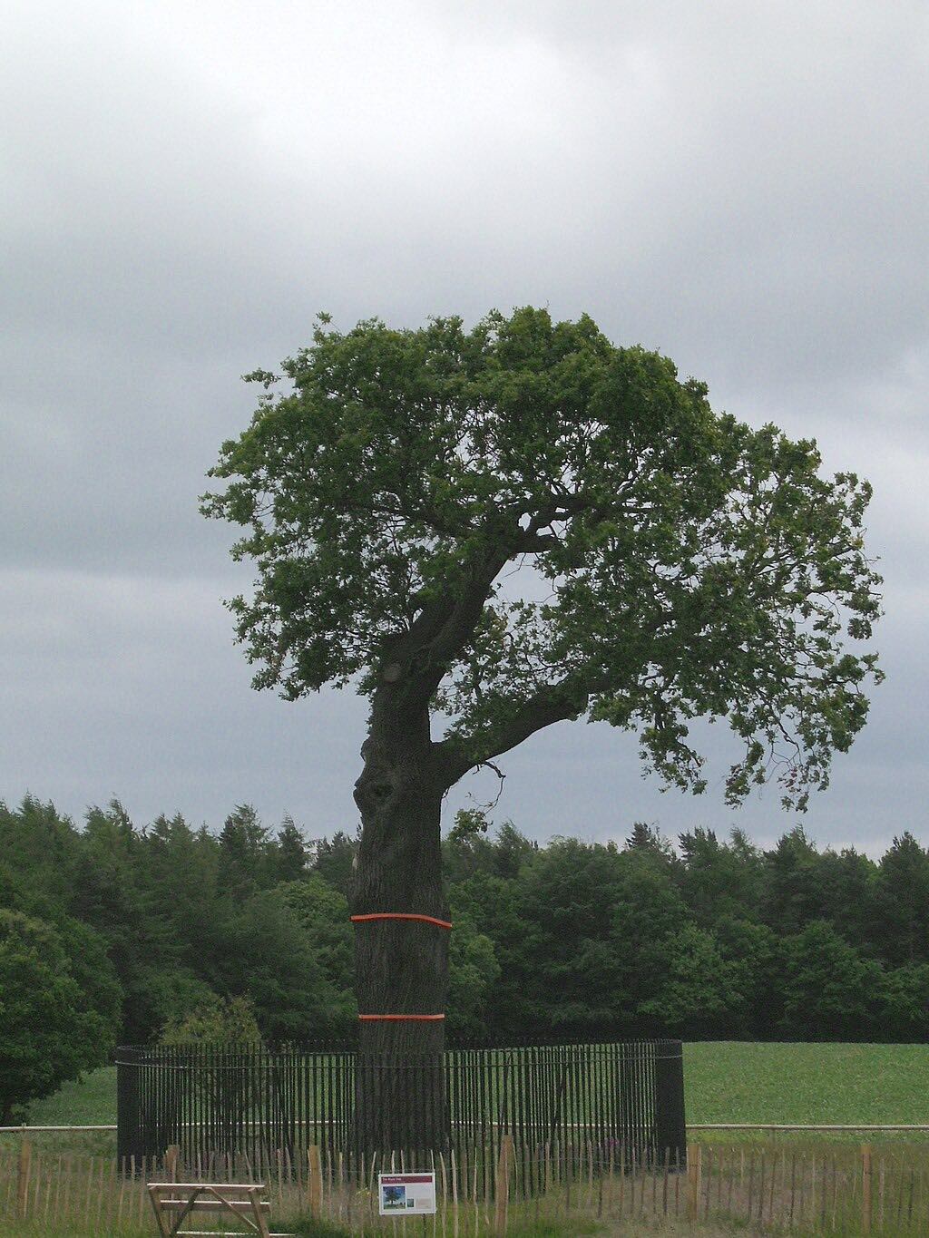 photo of a tall old oak tree on a field fenced off from public due to its historic significance as the tree that king charles II hid in during the english civil war.