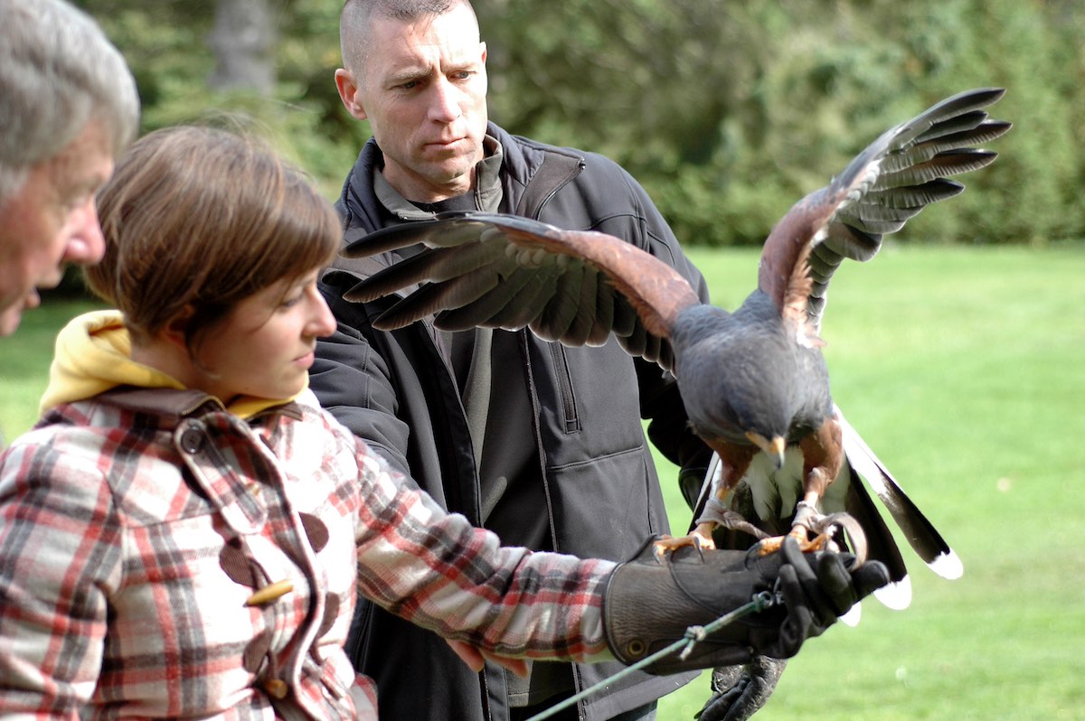 a woman in checked coat with ehr arm out, wearing a glove and holdign a brown bird of prey as its about to fly off, while two men watch on intently.