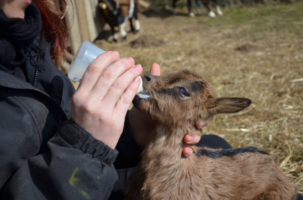 closue up photo of a brown kid goat being bottle fed milk by a woman who is outside of the photo with only ehr hand and front torso visible.