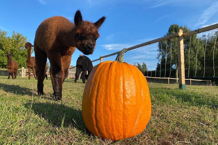 a brown alpaca walking on grassy farm land towards a large orange pumpkin